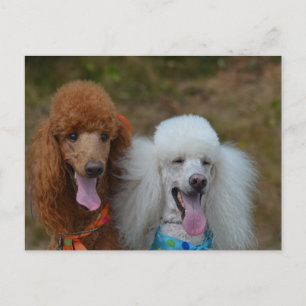 Cartão Postal Par de Poodles