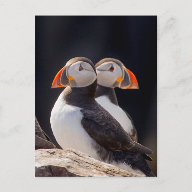 Cartão Postal Par de Puffins (Frente)