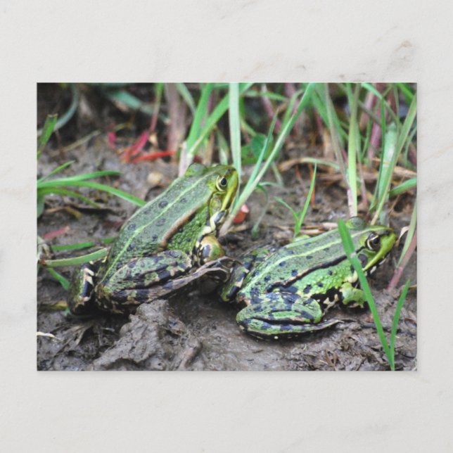 Cartão Postal Par de rã (Frente)