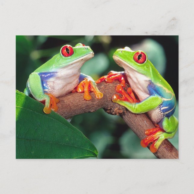 Cartão Postal Par de Red Eye Treefrog, Agalychinis callidryas, (Frente)