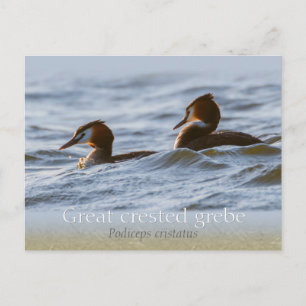 Cartão Postal Par de verbos com excelente Cr0757