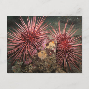 Cartão Postal Par do Cartão-postal Giant Red Sea Urchins