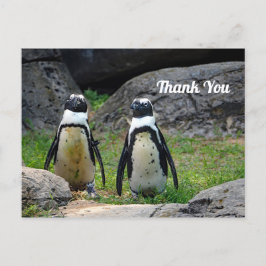 Cartão Postal Par Foto de Casal de Pinguins Obrigado