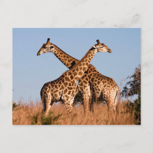 Cartão Postal par Giraffe