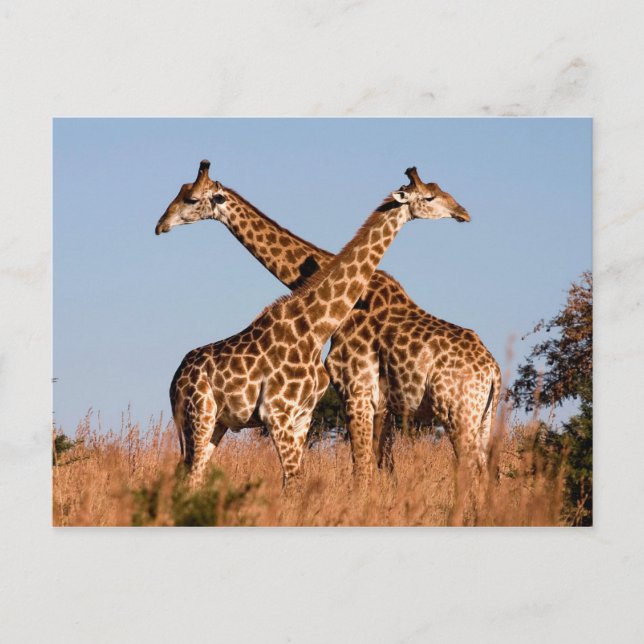 Cartão Postal par Giraffe (Frente)