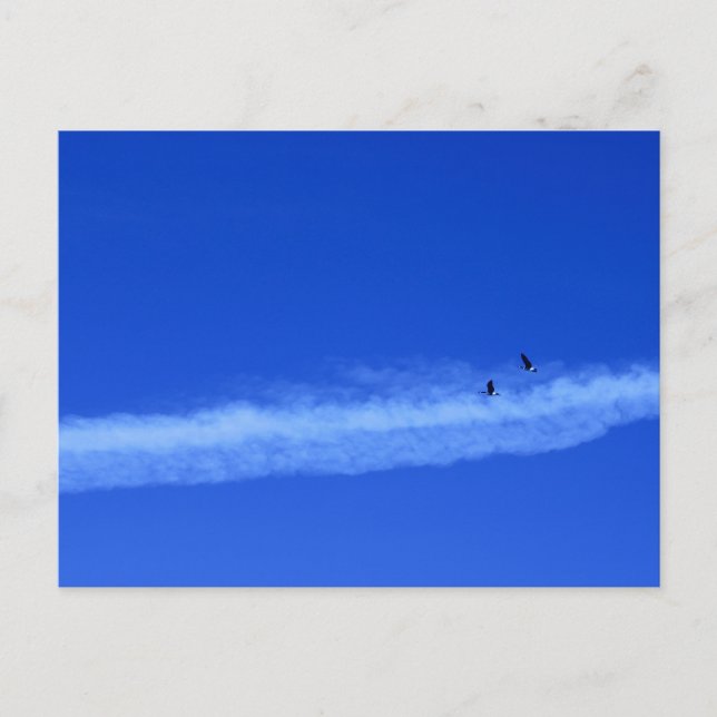 Cartão Postal Par migrante de gansos (Frente)