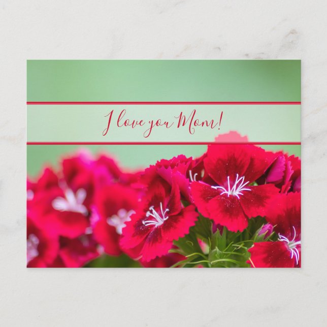 Cartão Postal Para a melhor mamãe do mundo no dia das mães! (Frente)