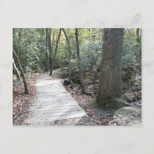 Cartão Postal Para as Florestas