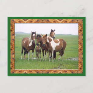 Cartão Postal Para bandas De Cavalos Appaloosa