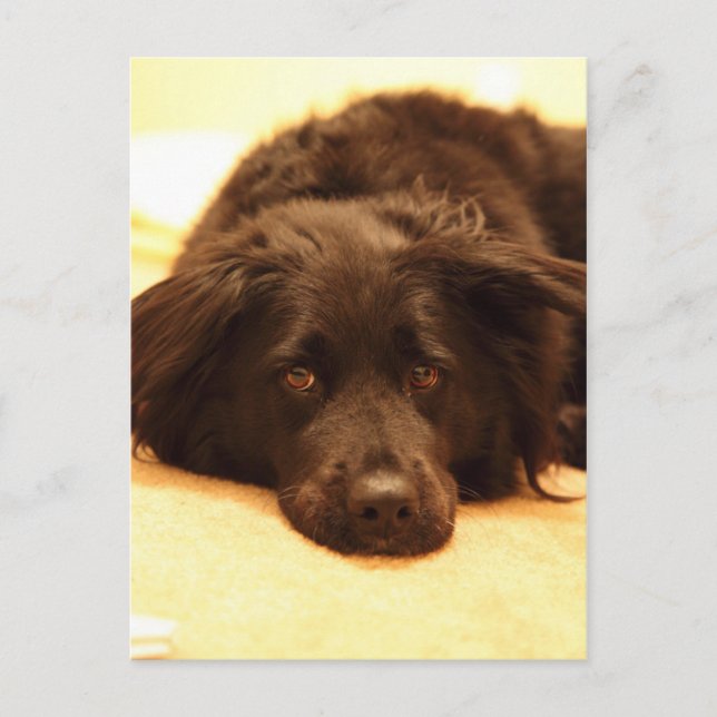 Cartão postal para cães (Frente)