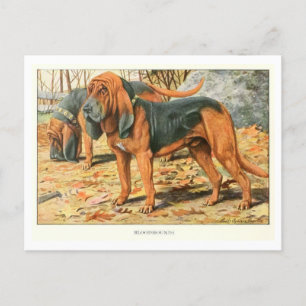 Cartão postal para cães de galinha