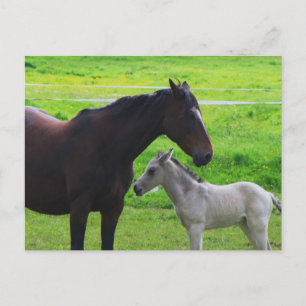 Cartão postal para cavalos de raça branca