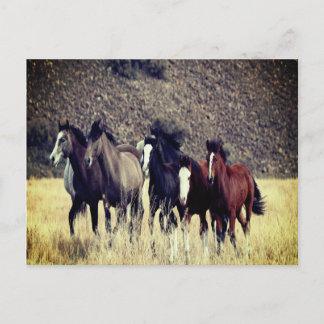 Cartão postal para Cavalos Selvagens