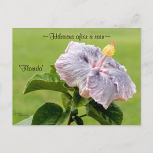 Cartão postal para flores de Hibiscus