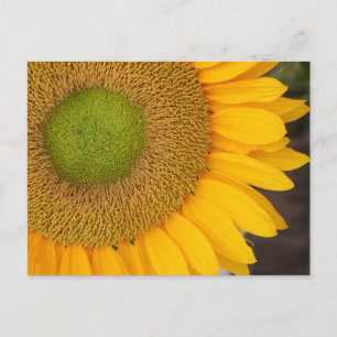 Cartão postal para fotografia da Flor de Girassol