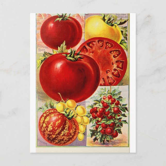 Cartão postal para Frutas de tomate Vegetais Botân (Frente)