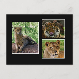 cartão postal para grandes felinos