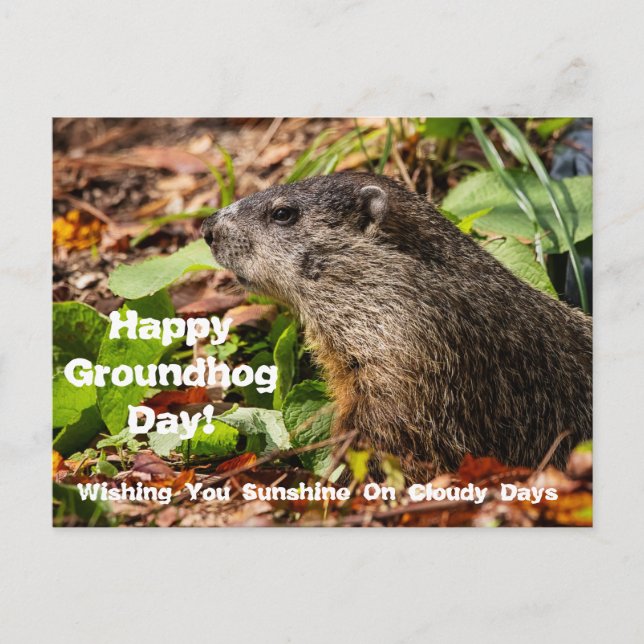 Cartão postal para o Dia da Groundhog (Frente)