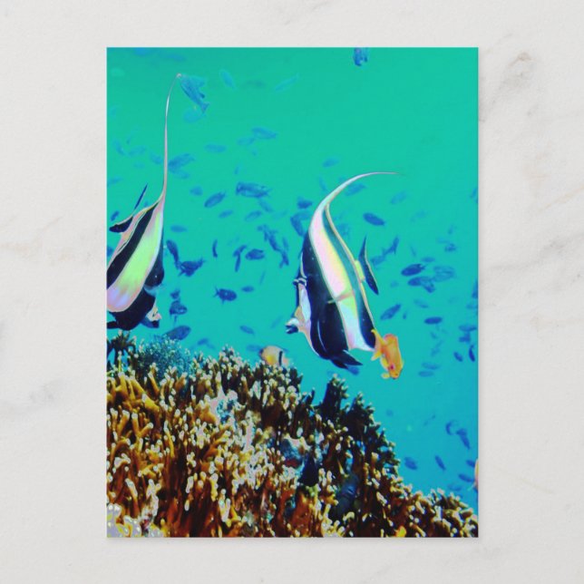 Cartão postal para o pescado nas águas das Fiji (Frente)