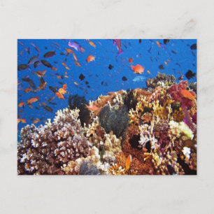 Cartão postal para o pescado nas águas das Fiji