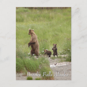 Cartão Postal Para onde vamos, mãe, Brooks Falls Alasca