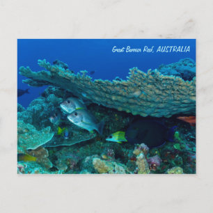 Cartão postal para peixes tropicais do mar de cor