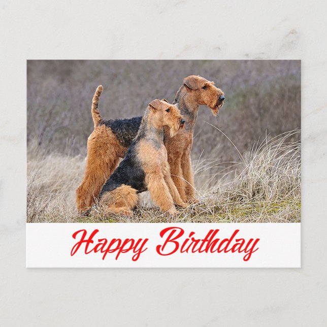 Cartão Postal Parabéns Airedale Terrier Puppy Dog Red (Frente)