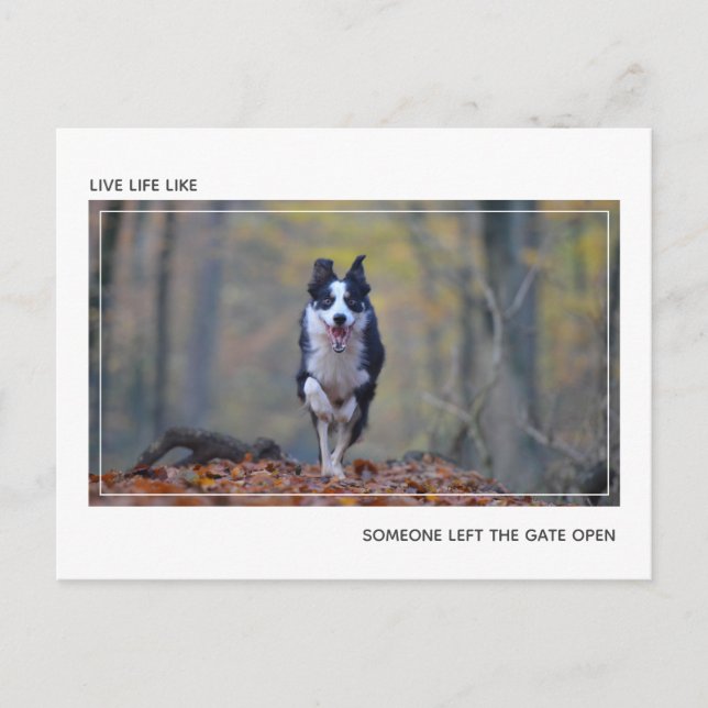 Cartão Postal Parabéns Modernos de Formatação de Cães Motivacion (Frente)