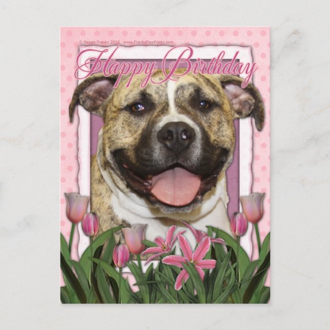 Cartão Postal Parabéns - Pitbull - Tigger (Frente)