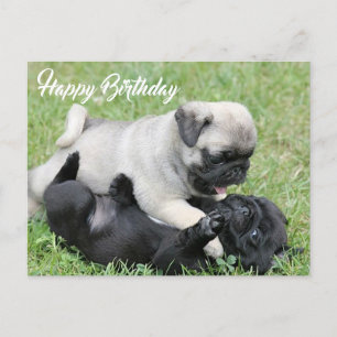 Cartão Postal Parabéns Pug Puppy Dog Postcard