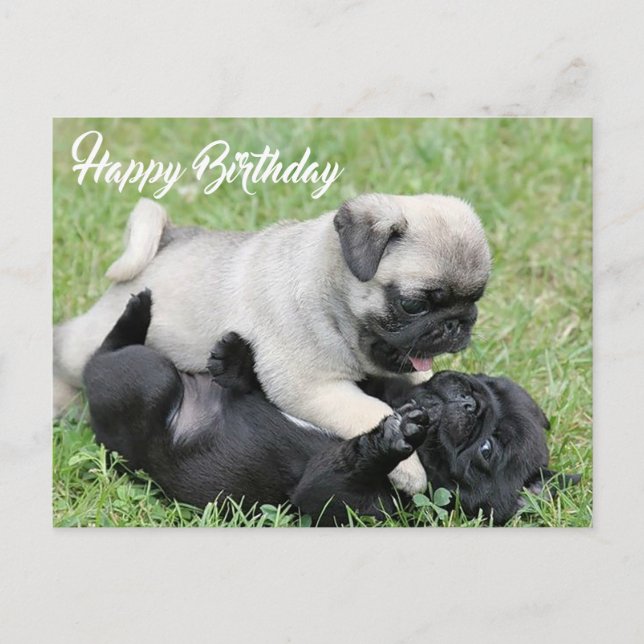 Cartão Postal Parabéns Pug Puppy Dog Postcard (Frente)