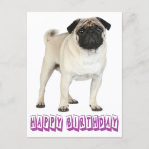 Cartão Postal Parabéns Pug Puppy Dog Puro Cartão-Postal