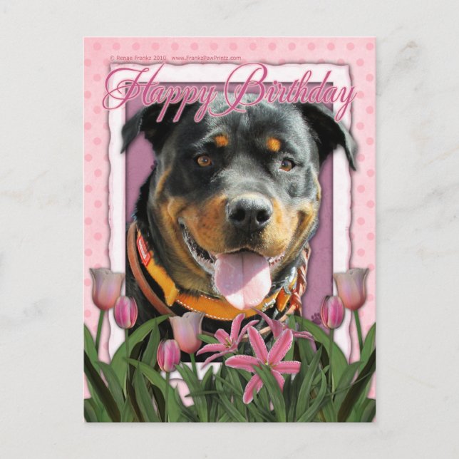 Cartão Postal Parabéns - Rottweiler - SambaParTi (Frente)