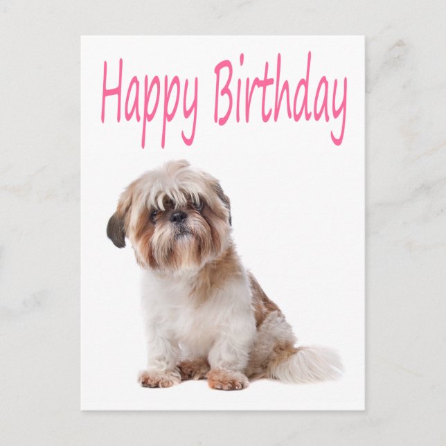 Cartão Postal Parabéns Shih Tzu Puppy Postcard (Frente)
