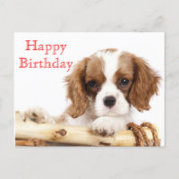 Parabéns vermelho cavaleiro Rei Charles Spaniel