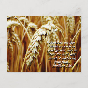 Cartão Postal Parable of the Sower Postcard