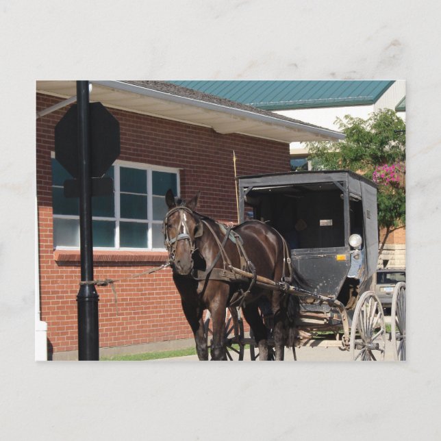 Cartão Postal Parado para um Espelho, Um Cavalo Amitivo no sinal (Frente)