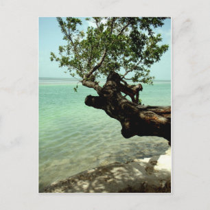 Cartão Postal Paraíso