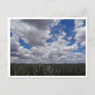 Cartão Postal Paraíso da Tequila Agave Azul em Jalisco, México