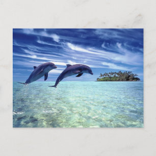 Cartão Postal Paraíso do golfinho