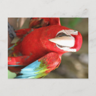 Cartão Postal Parakeet