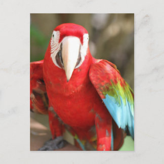 Cartão Postal Parakeet