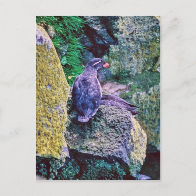 Cartão Postal Parakeet Auklet (Frente)