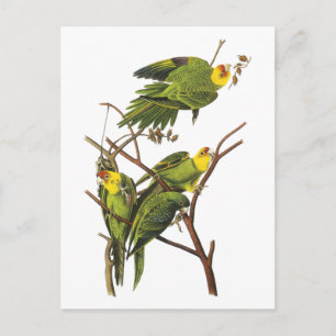 Cartão Postal Parakeet - de John Audubon