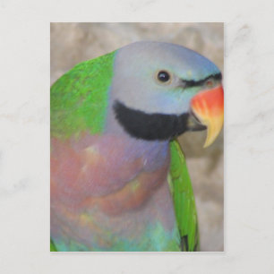 Cartão Postal Parakeet de Mustached