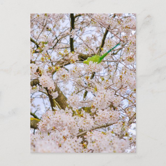 Cartão Postal Parakeet na Rua James's Park London — Cartão-posta (Frente)