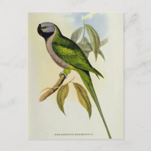 Cartão Postal Parakeet: Palaeornis Derbianus, c.1850