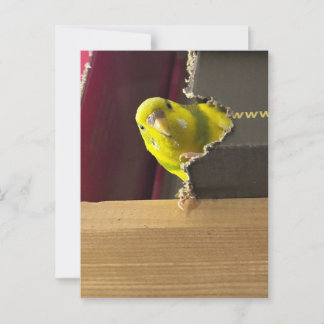 Cartão Postal Parakeet Peek a boo
