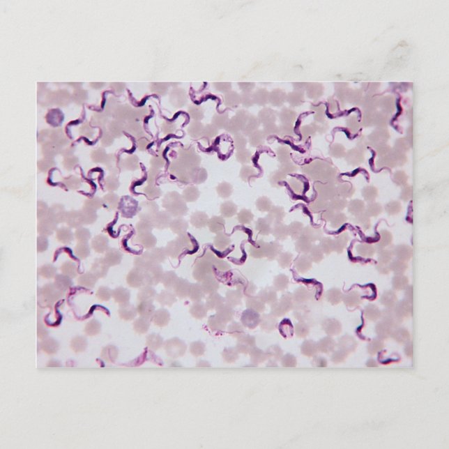 Cartão Postal Parasita Sanguíneo Trypanosoma (Frente)