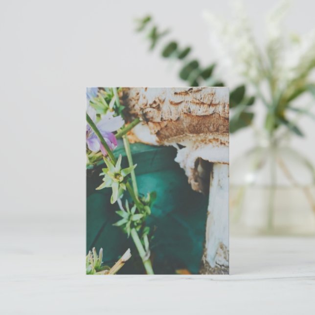 Cartão Postal Parasol mushroom, Swedish Archipelago, Sweden (Em pé/Frente)